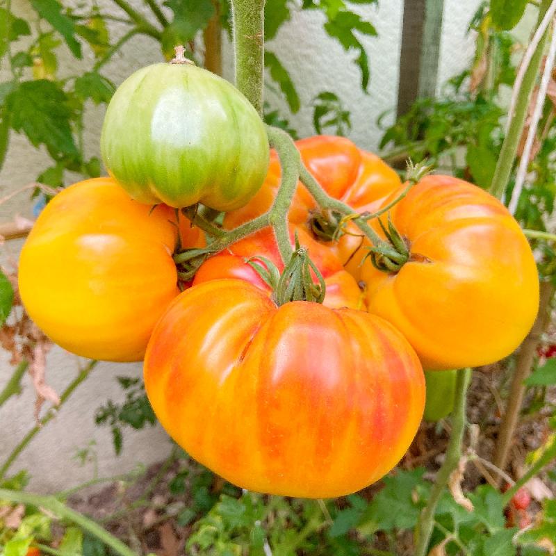 Pineapple Tomato Seeds Heirloom Sweet Juicy Bicolor Variety