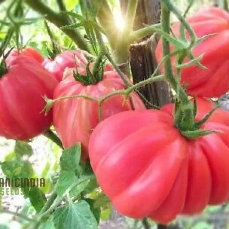 Mature Pink Accordion Tomato Plant, Premium Heirloom Tomato Seeds