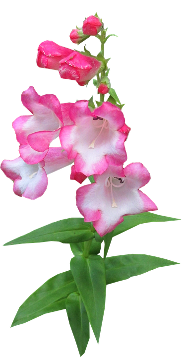 Bi-Color Pink & White Snapdragon Flower Seeds – Stunning Two-Tone Blooms