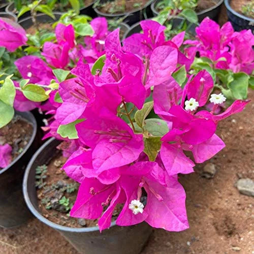 Semillas frescas de flor de buganvilla para plantar - Flores vibrantes de color rosa