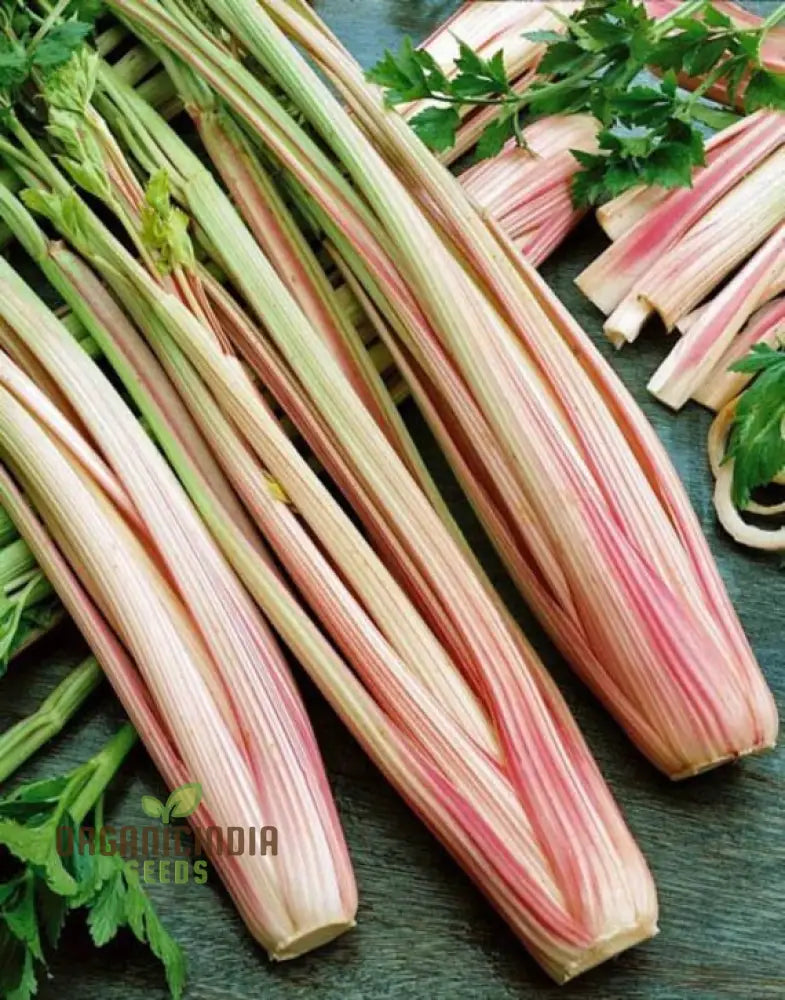 Close-Up of Pink Celery Stems Grown from Seeds, Heirloom Garden Variety