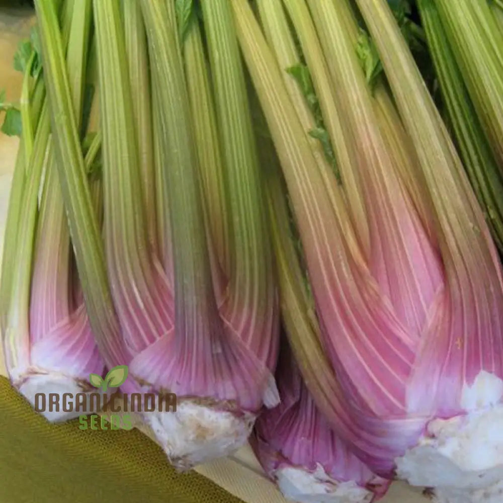 Harvested Pink Wild Big Celery from Seeds, Crisp Garden Vegetable