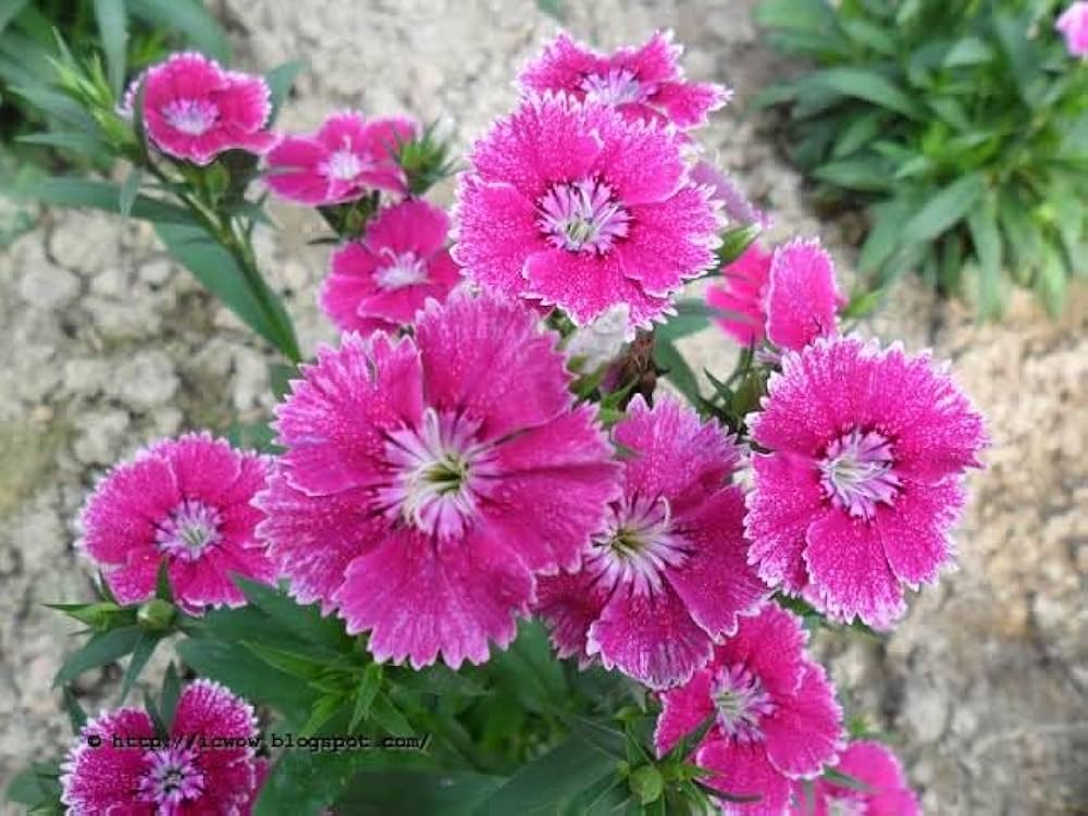 Pink Dianthus Garden Seeds for Colorful Blooms