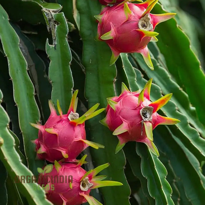 Pink Dragon Fruit Seeds For Planting Enhance Your Gardening With Exotic