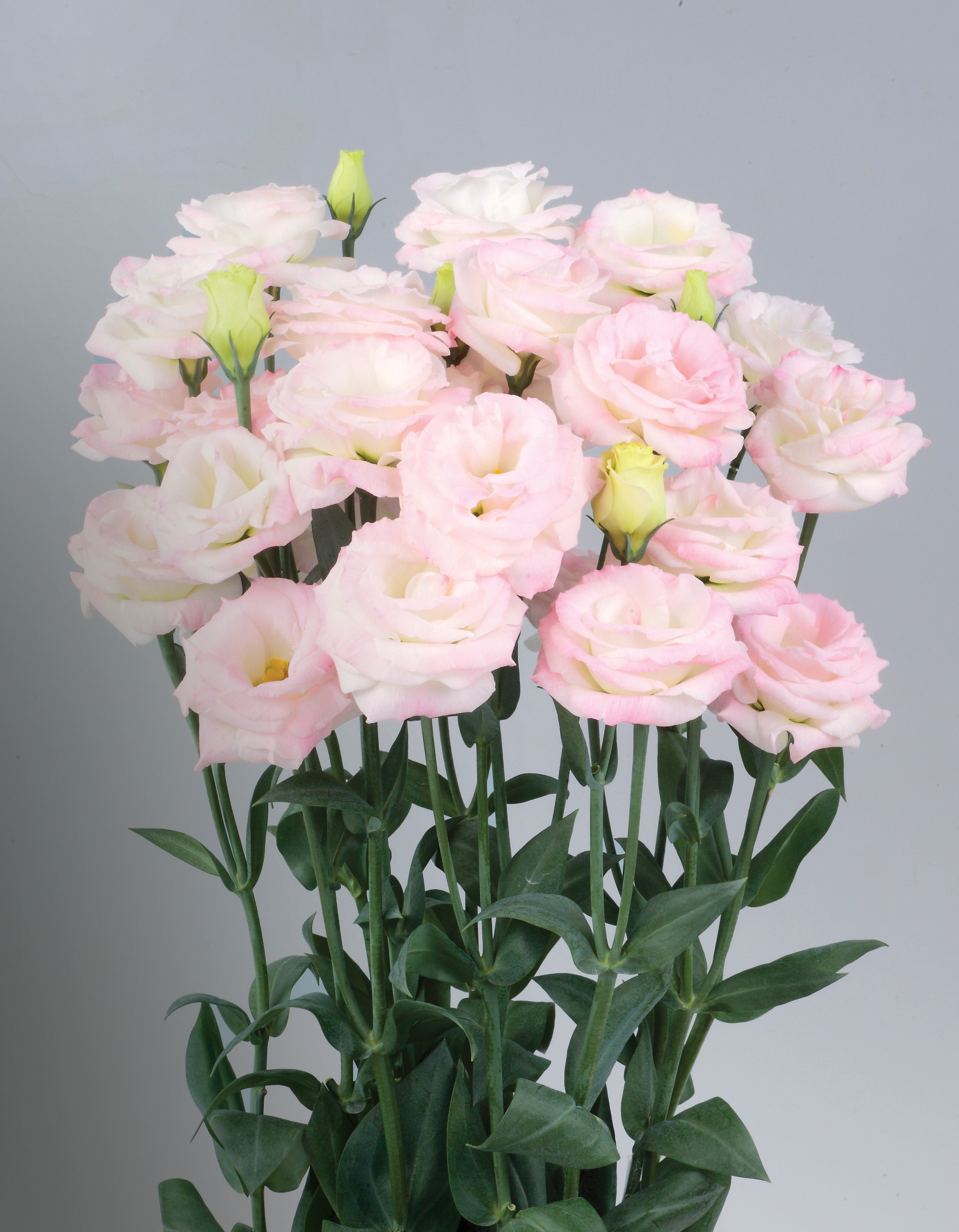 Pink Flash Lisianthus Seeds for Elegant Cut Flower Arrangements