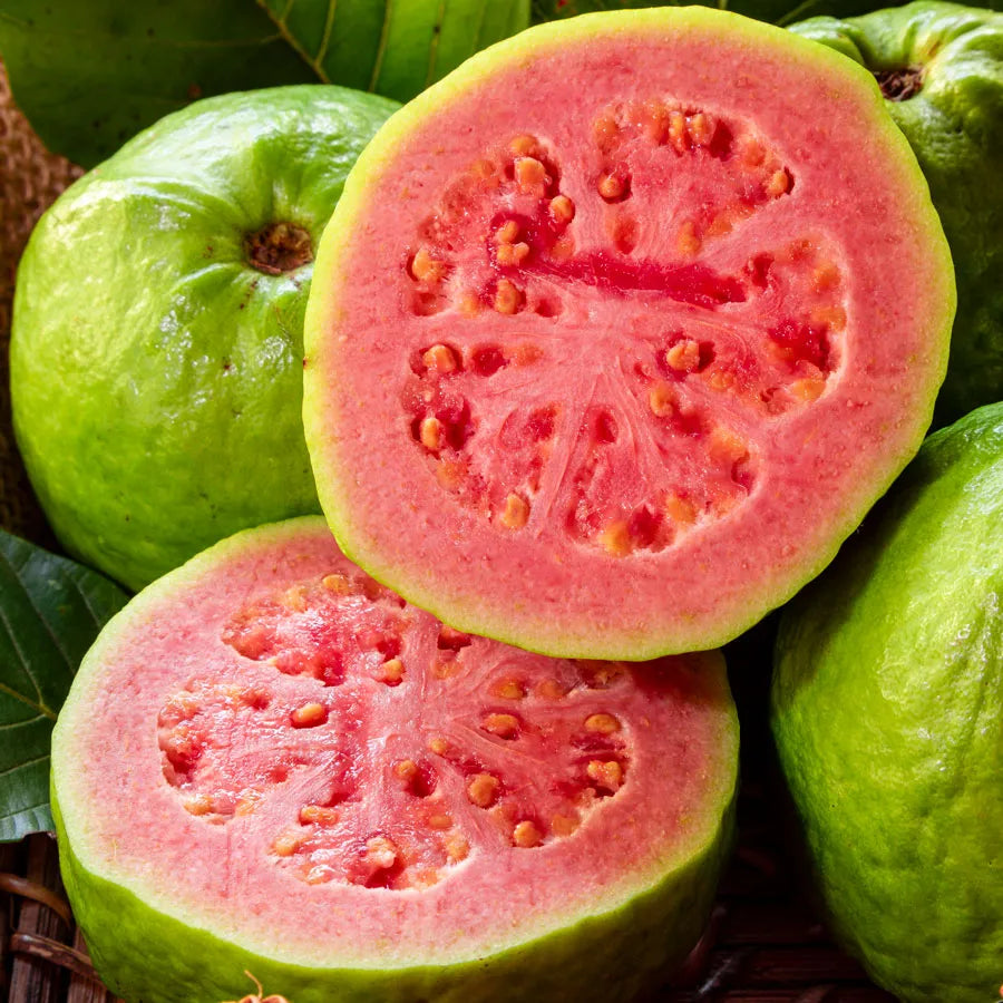 Pink Guava Seeds for Planting Sweet Juicy Tropical Fruit