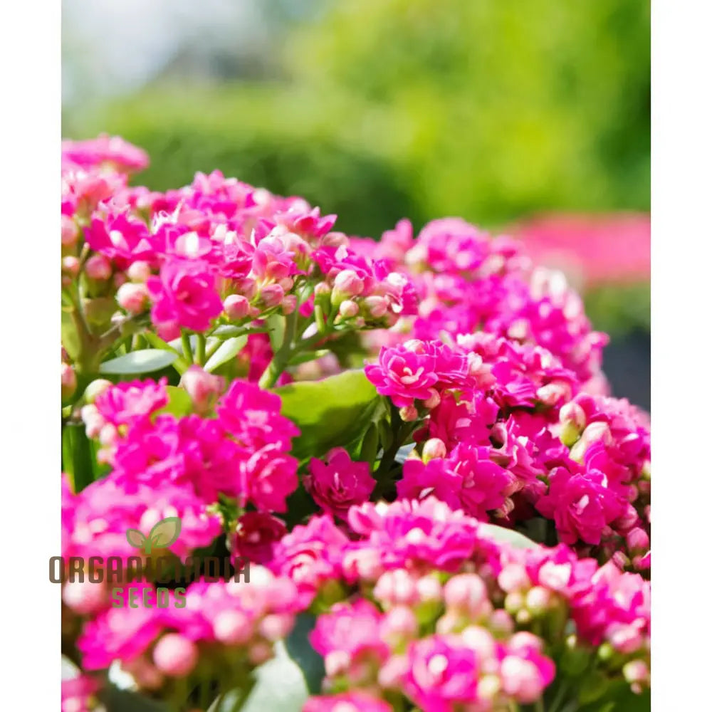 Pink Kalanchoe Flower Seeds for Planting