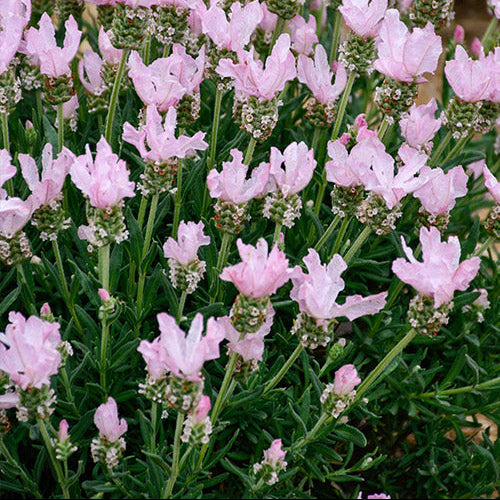 pink lavender seed germination process for home garden