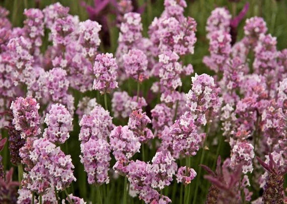 Pink Lavender Seeds for Elegant Flowering Plants in Gardens