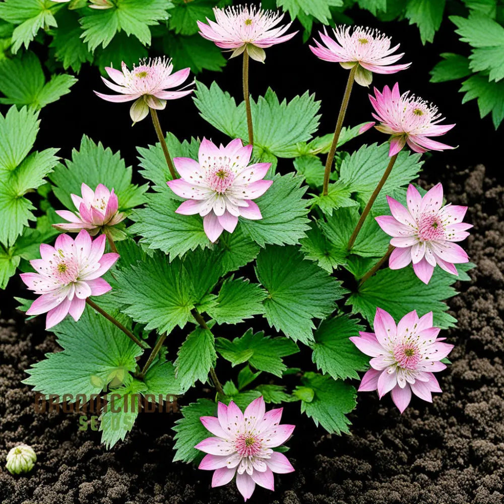 Pink Masterwort Flower Seeds for Planting