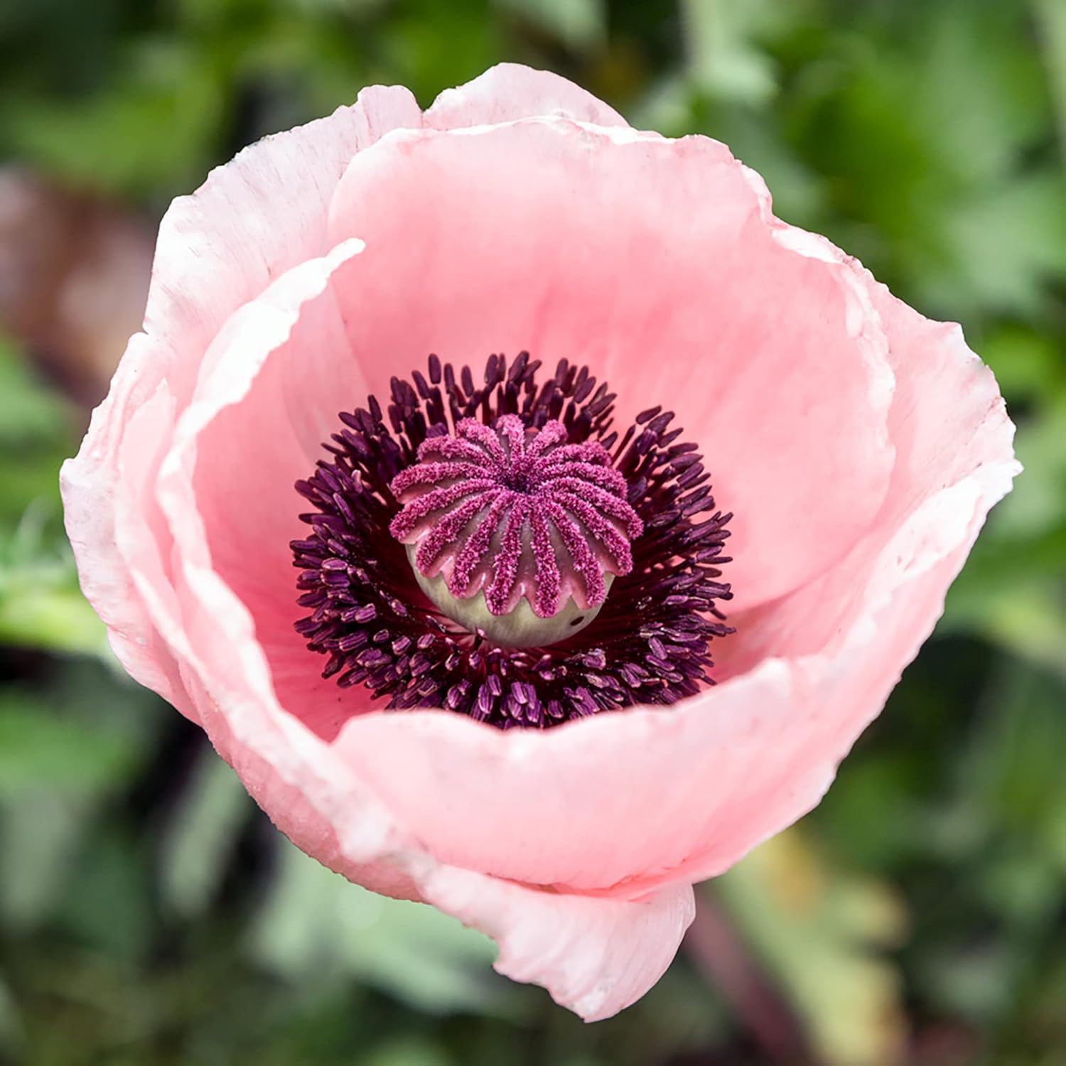 Pink Oriental Poppy seeds for planting