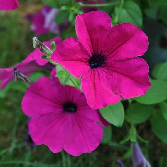 Pink Petunia Seeds for Hanging Basket and Container Gardening