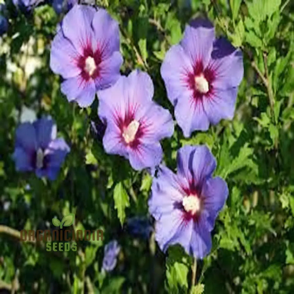 Pink Purple Hibiscus Flower Seeds for Tropical Garden Planting