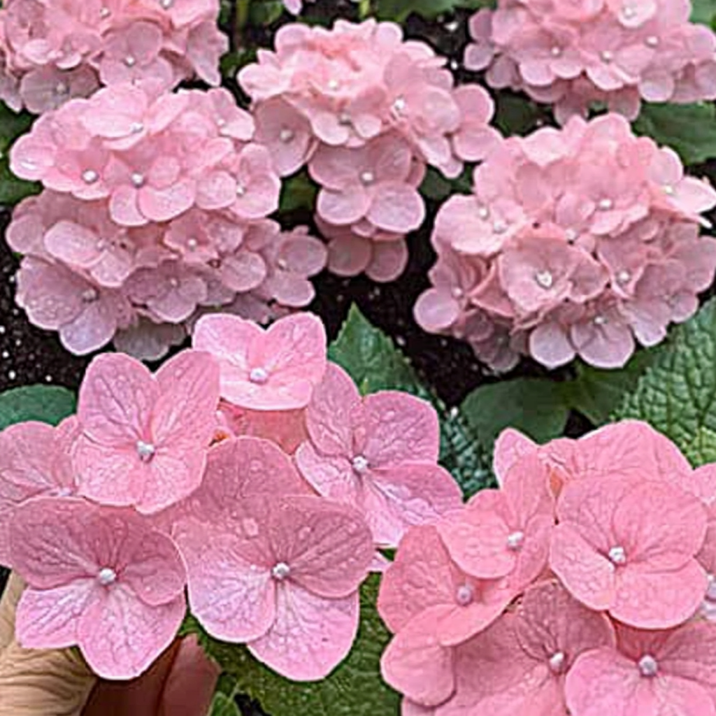 Pink Rebloooming Hydrangea Growing in Garden Landscape