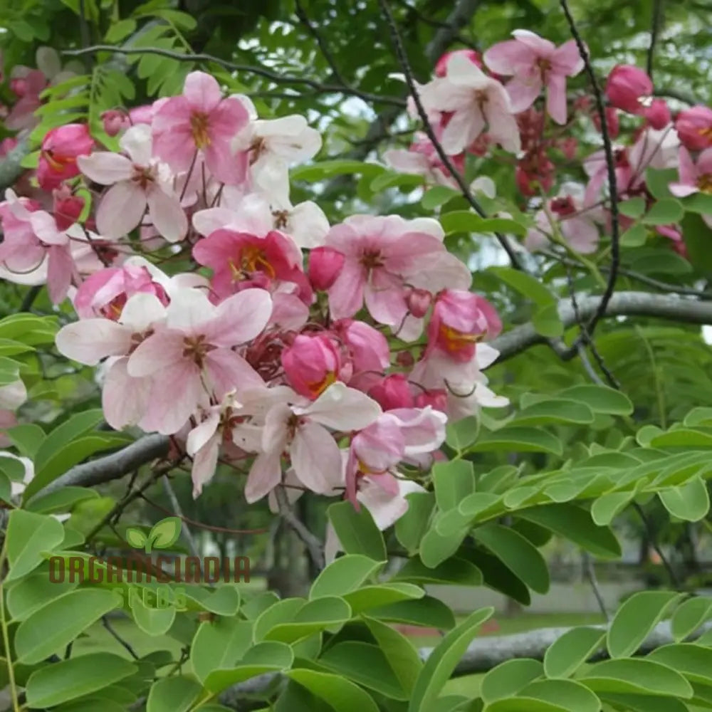Pink Shower Flower Tree Seeds for Landscaping and Gardening