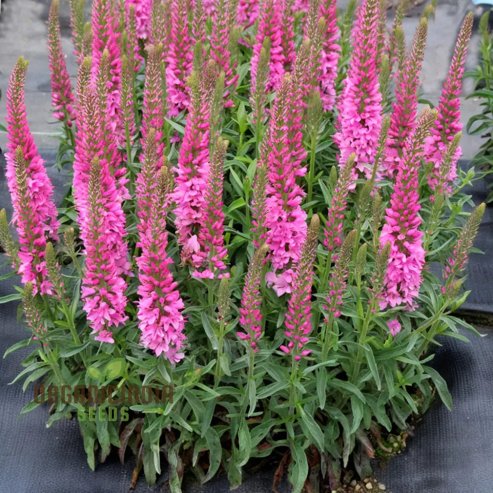 Pink Speedwell Veronica Flower Seeds for Border Gardens