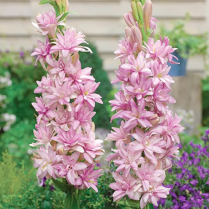 Pink tuberose plants growing in a garden border