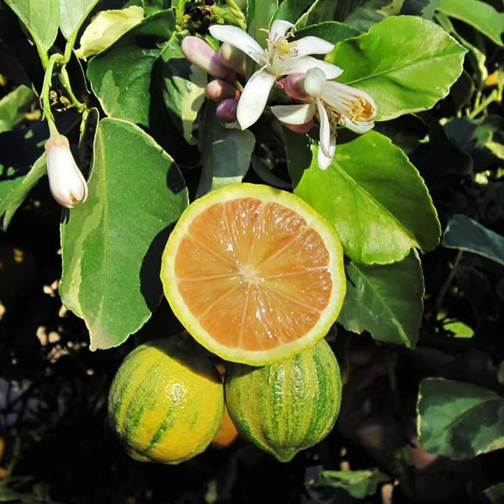 Pink Variegated Lemon seeds for planting Non-GMO striped citrus trees