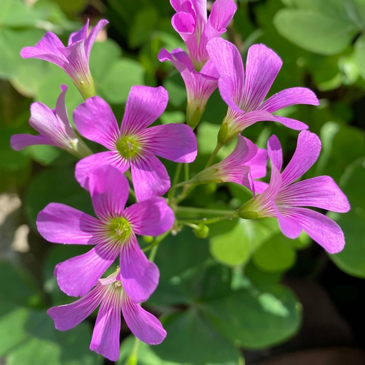 Closeup of Pink Wood-Sorrel flower