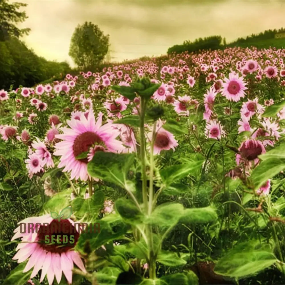 Pink Sunflower Bloom Close-Up from Premium Seeds