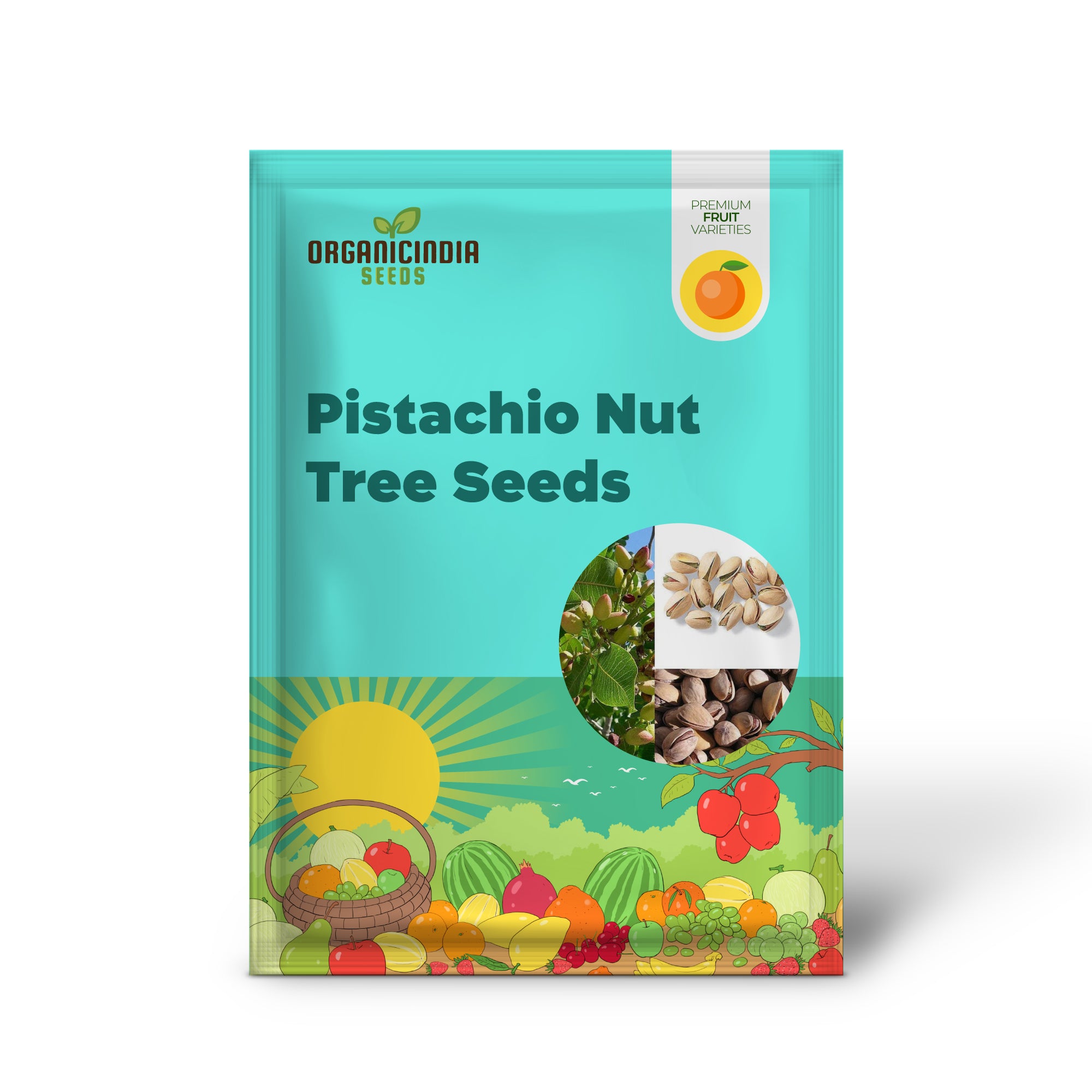 Pistacia vera Non-GMO pistachio seeds for growing nut trees