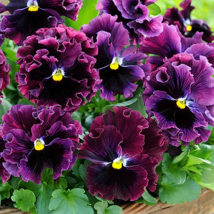 Burgundy Pansy Flower Seeds, Rich Velvety Blooms, Easy to Grow, Non-GMO