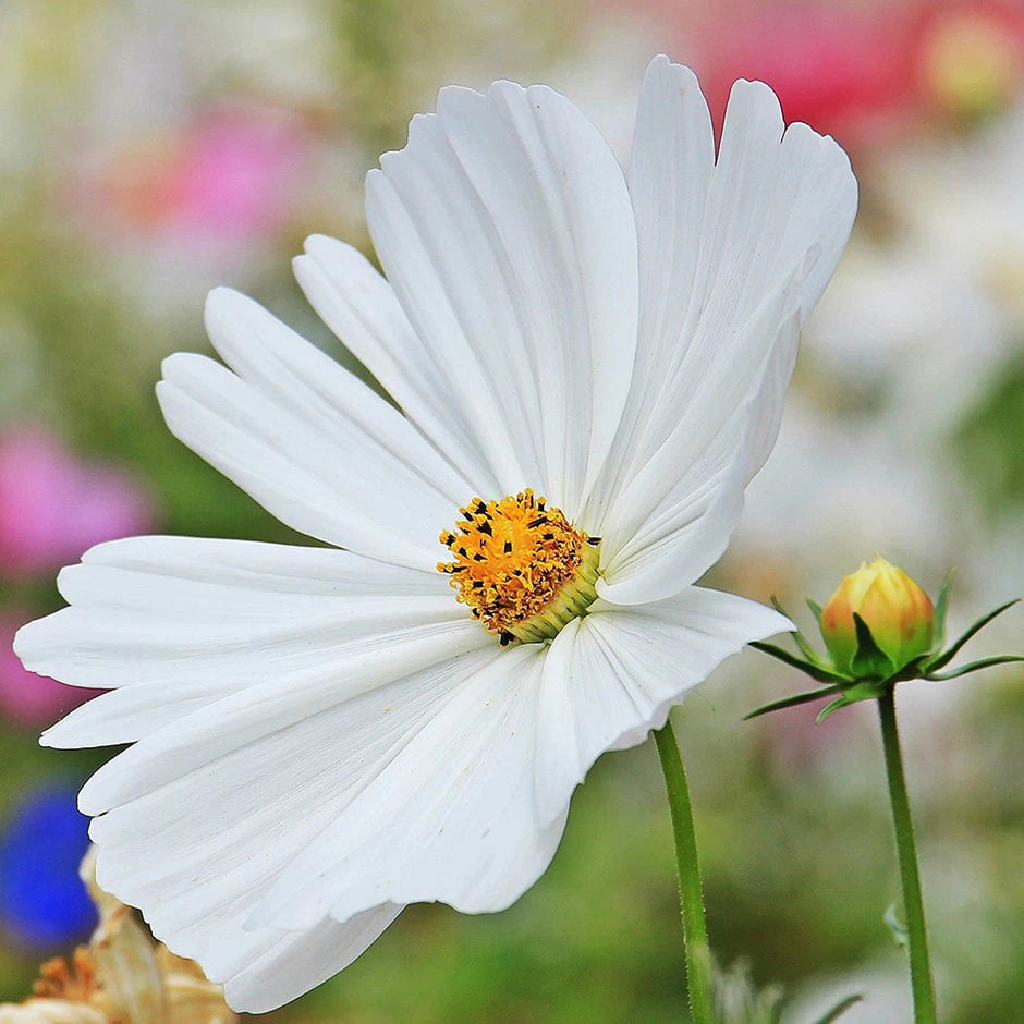 Semi di Fiore di Cosmos Bianco Puro, Fiori Eleganti per il Tuo Giardino
