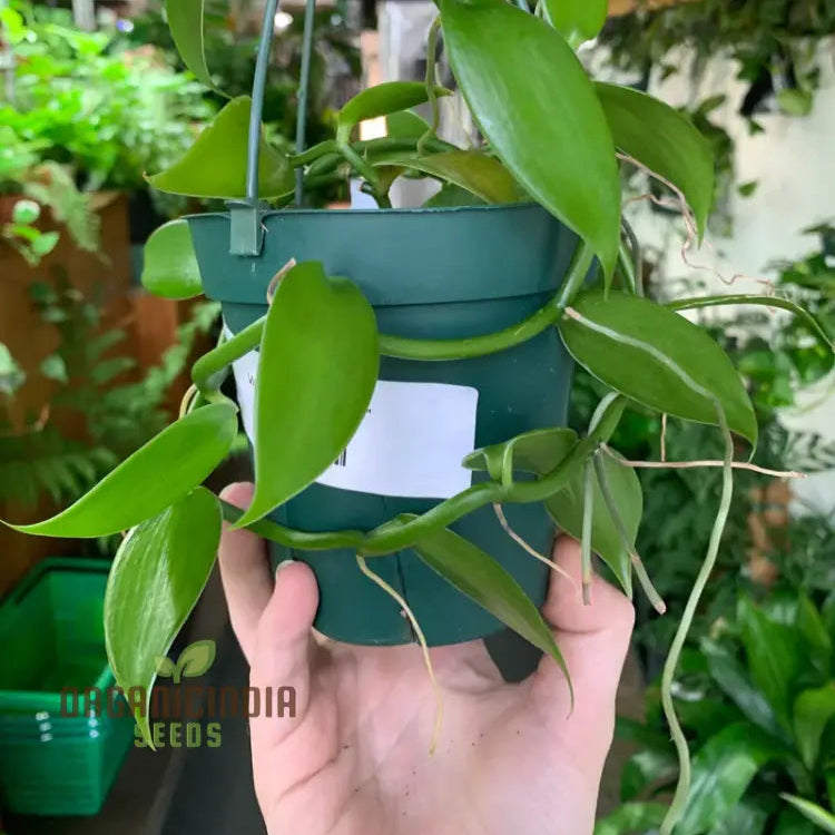 Planifolia Orchid Vanilla (100Pcs)