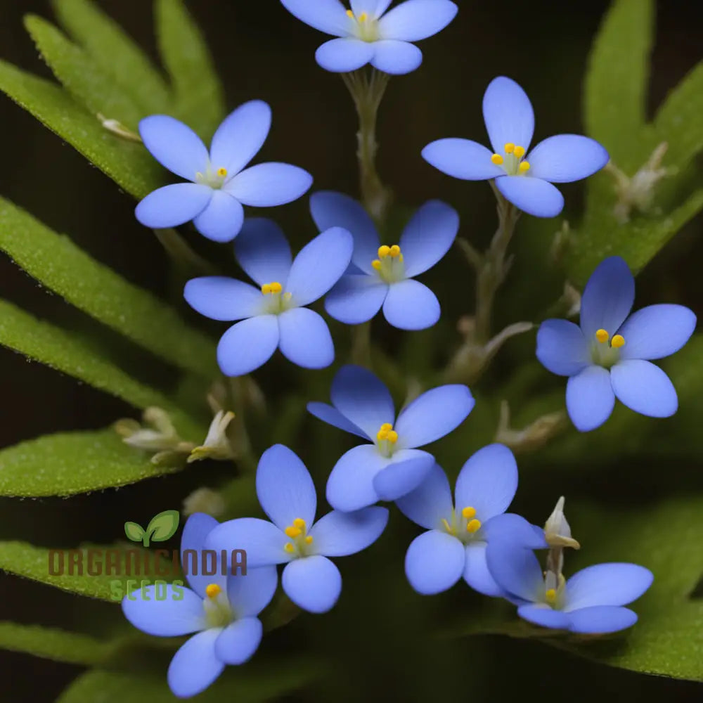 Plant Bluets Houstonia Flower Seeds For Stunning Blossoms – The Ultimate Gardening Experience