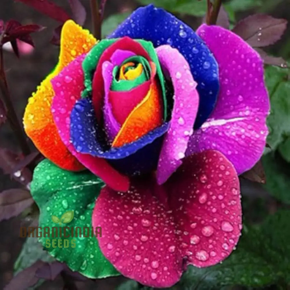 Rainbow rose seeds for planting