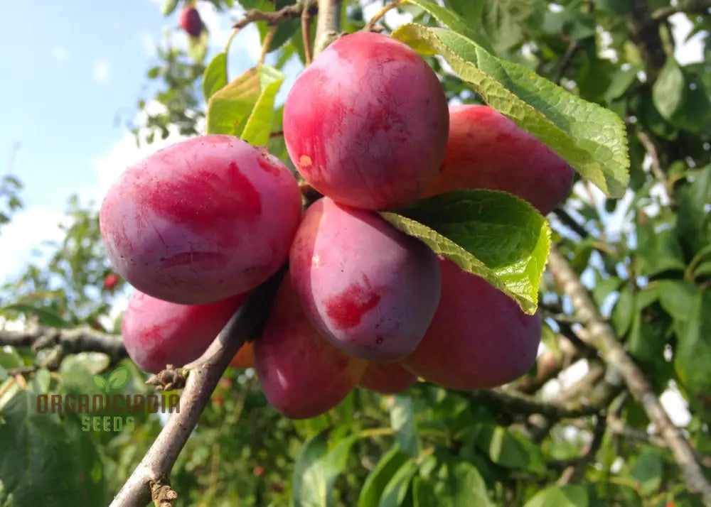 Plum Victoria Fruit Tree Seeds for Home Garden