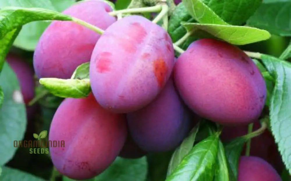 Plum Victoria Gardening Seeds for Backyard Planting
