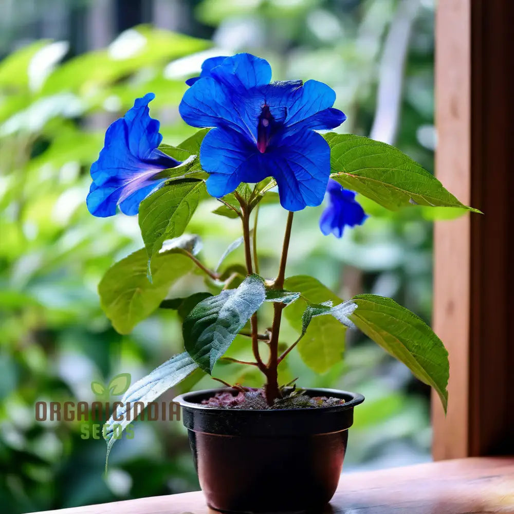Plumbaginoides blue flower seeds for gardens