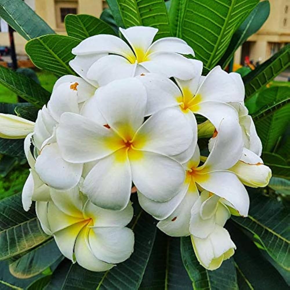 Plumeria Champa flower blooming