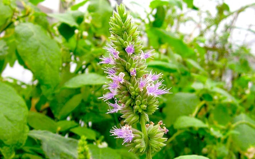 Pogostemon Cablin Seeds Aromatic Herb for Home Garden