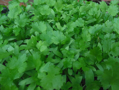 Pokey Joe Plant Seeds Growing in Pots – Rare Hardy Garden Plant