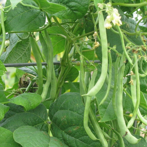 Missouri Wonder Pole Beans Growing on Trellis, Vertical Garden Vegetable Seeds