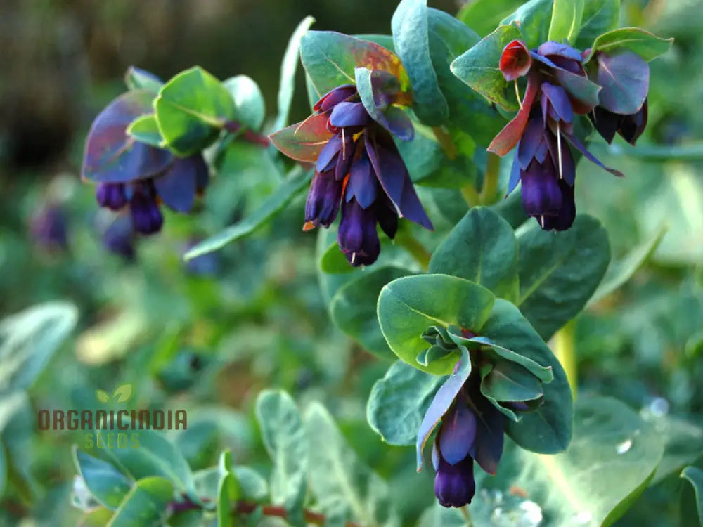 Pollinator friendly Cerinthe seeds attract bees