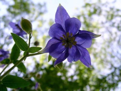 Pollinator friendly columbine seeds attracting bees and butterflies