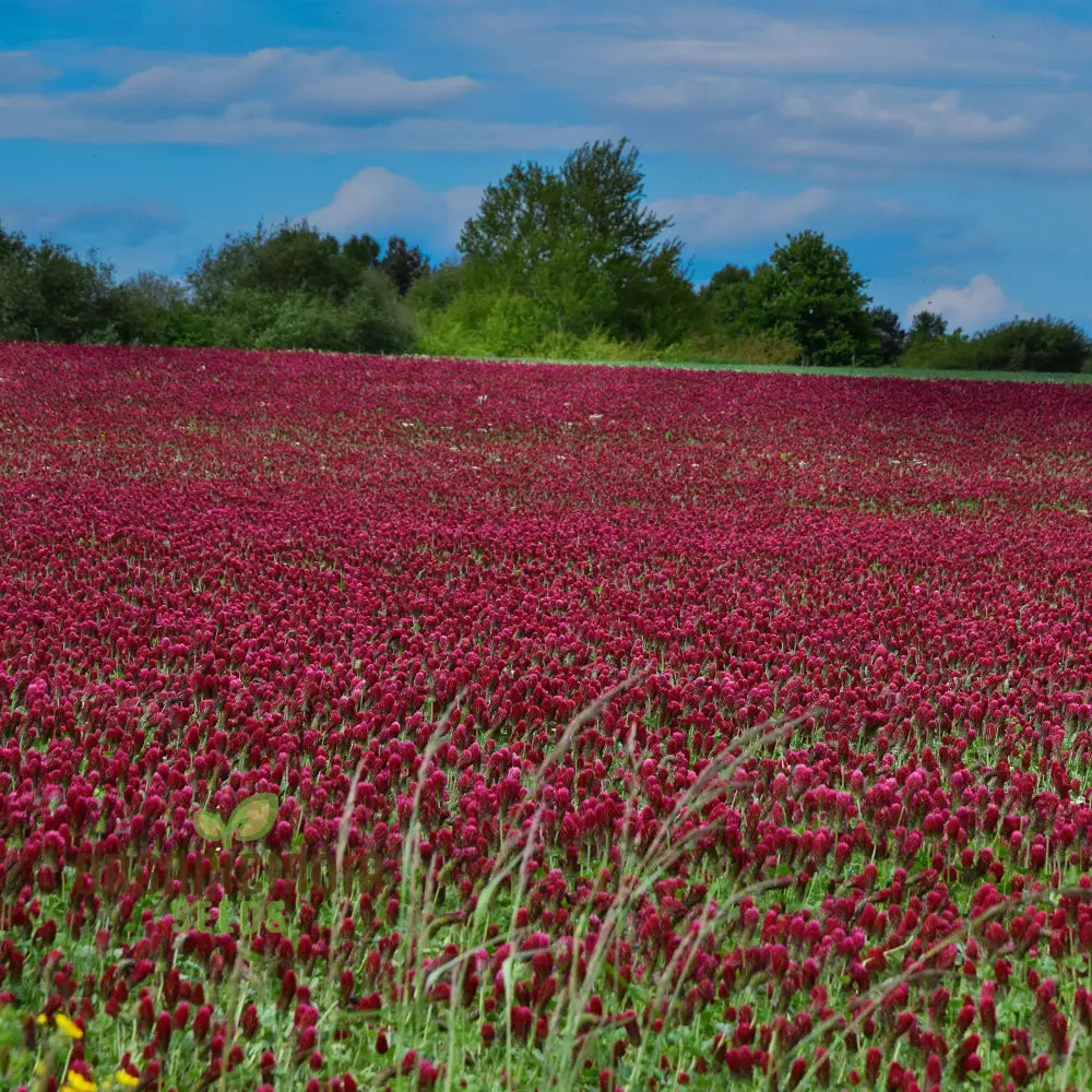 Pollinator friendly crimson clover seeds for landscapes
