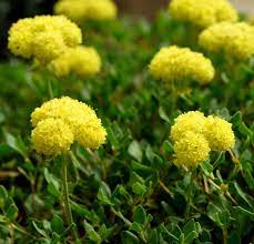 Pollinator friendly eriogonum seeds attracting bees and butterflies