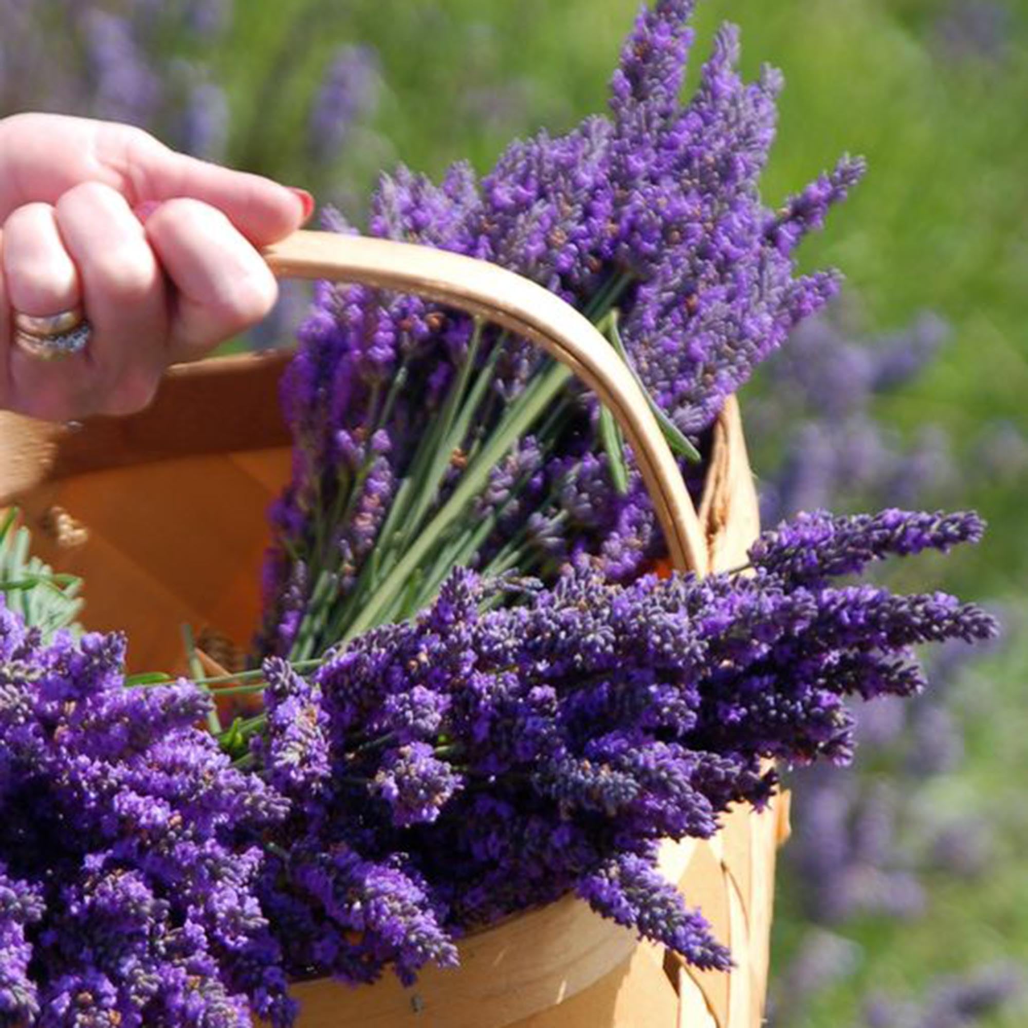 Pollinator friendly lavender seeds attract bees and butterflies