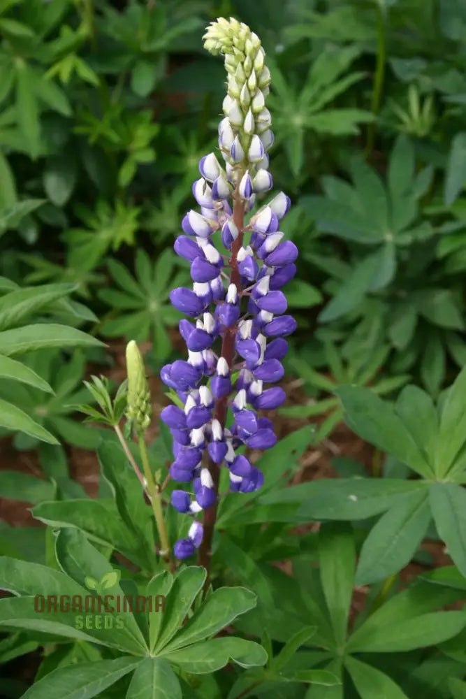 Pollinator friendly lupin seeds attracting bees and butterflies