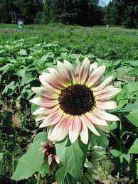 Pollinator friendly sunflower seeds attracting bees and butterflies