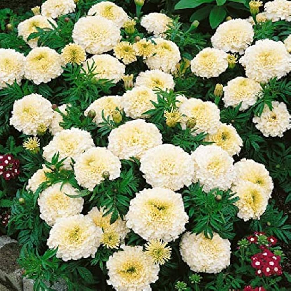 Pollinator friendly white marigold seeds attract bees