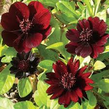 Burgundy Cosmos Seeds for Pollinator-Friendly Flower Gardens