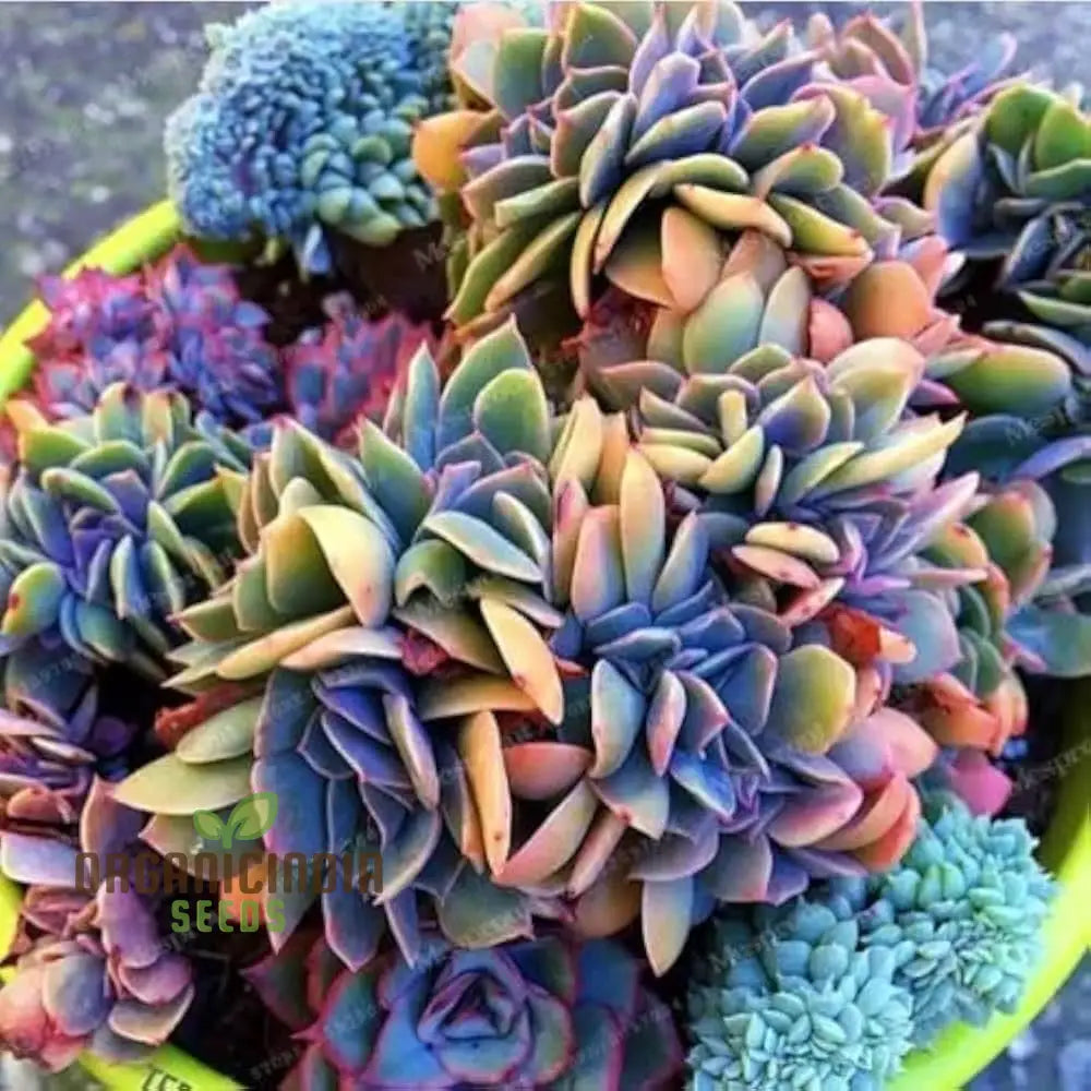 Polygon flower seeds exotic fleshy blooms for gardens