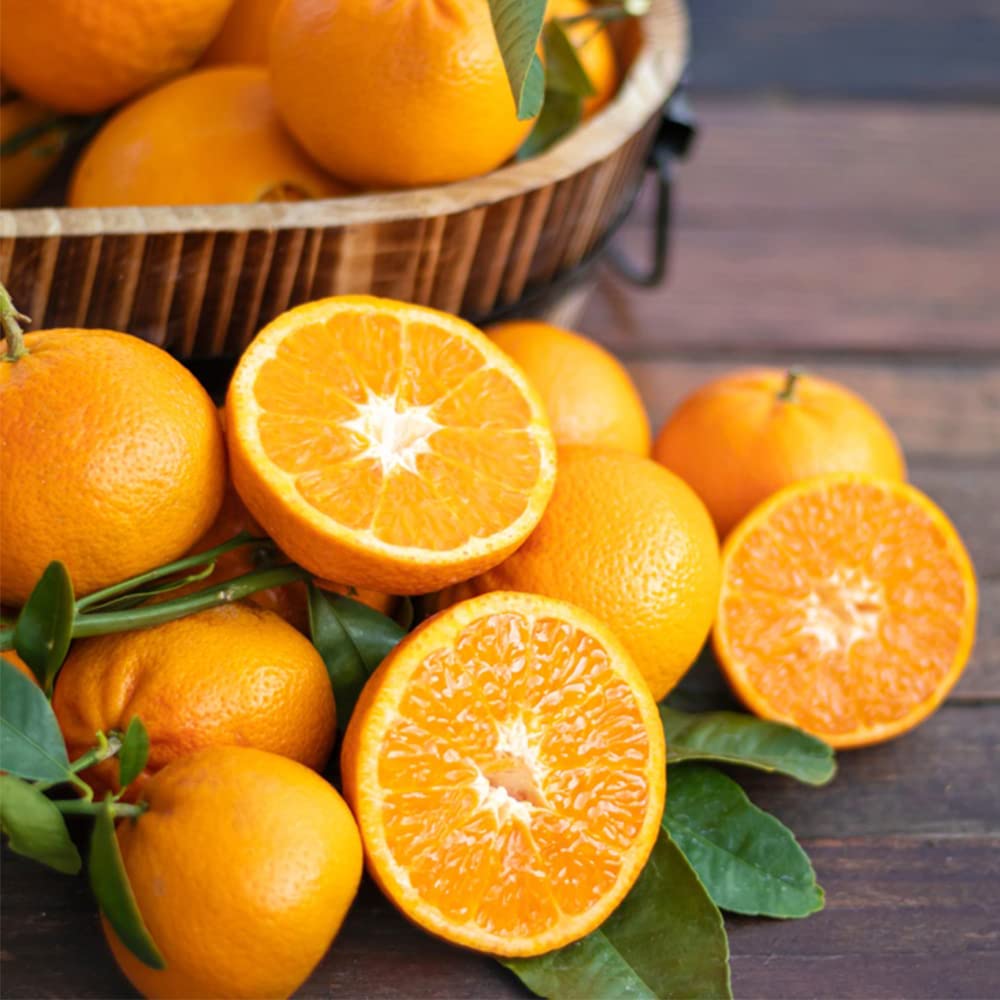 Pomegranate Seedlings Sprouting from Non-GMO Dwarf Seeds