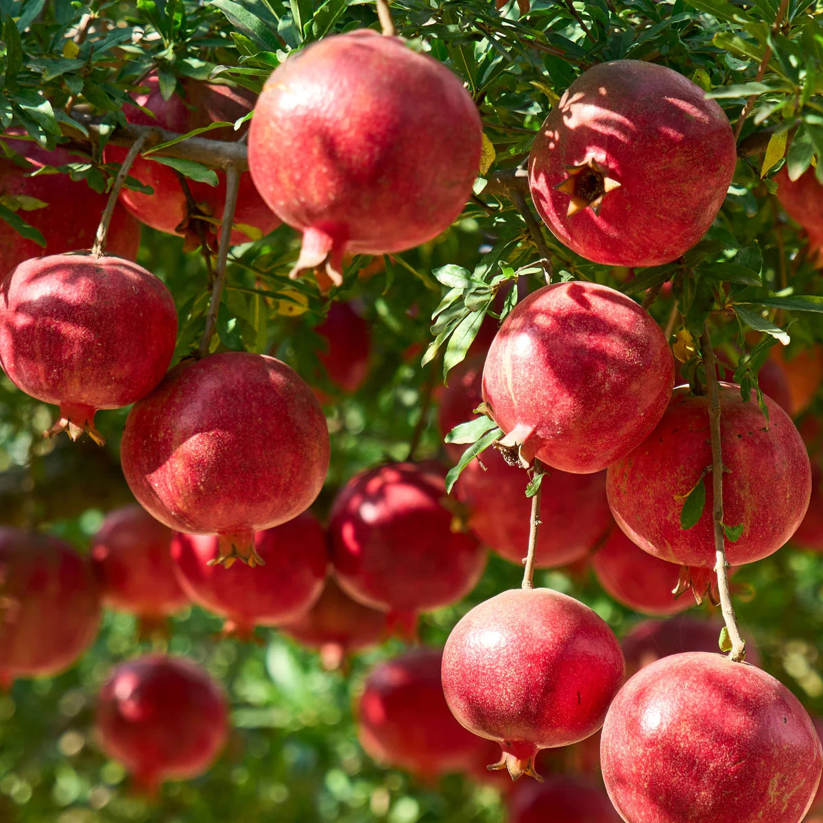Pomegranate Tree Seedlings Growing from Non-GMO Seeds