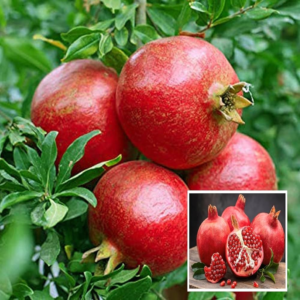 Pomegranate Tree with Bright Red Flowers – Punica granatum Ornamental Blooms